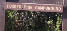 Forked Pine