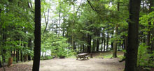 Tolland State Forest