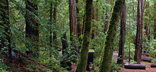 Portola Redwoods State Park