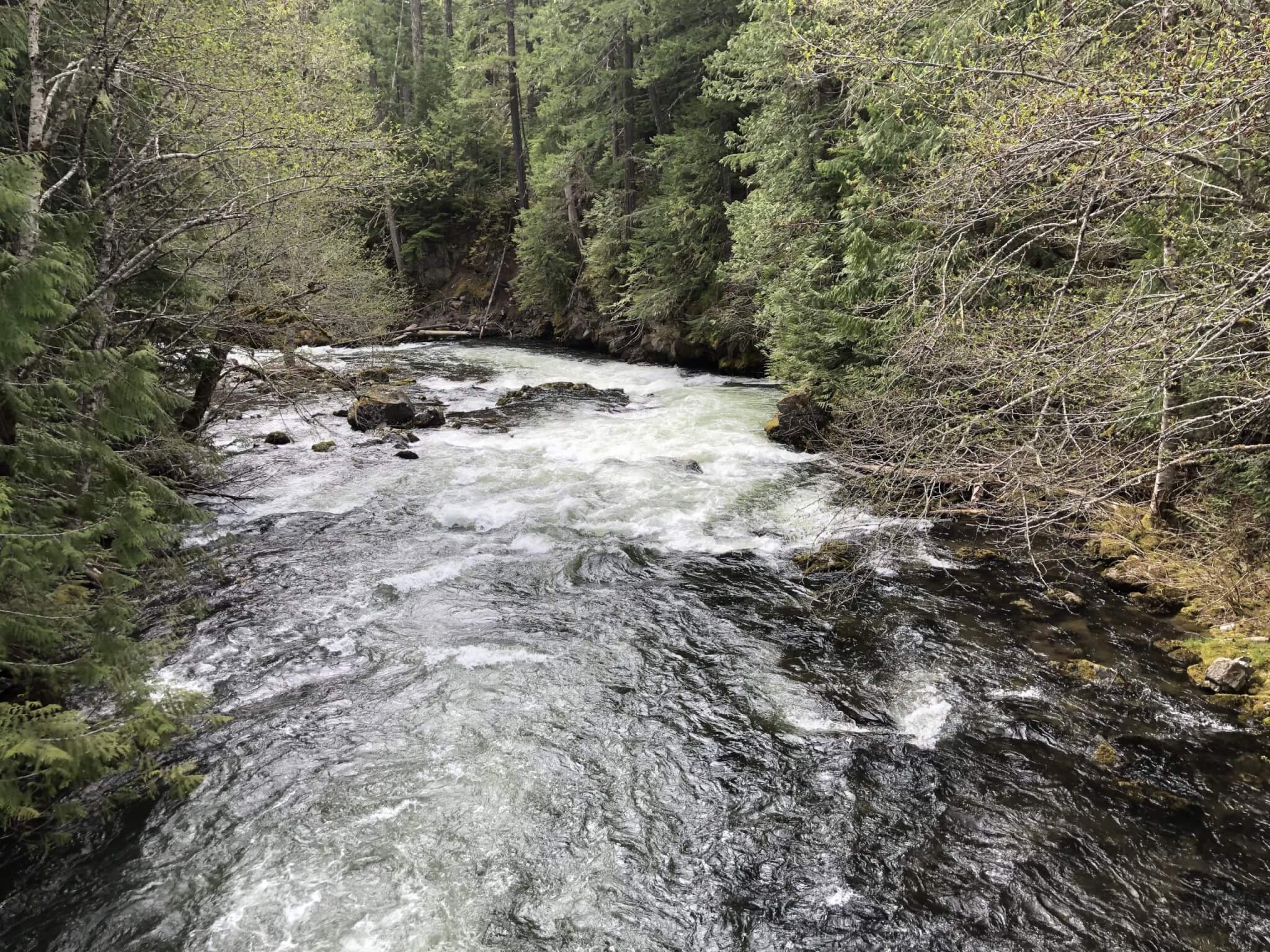 Awesome Campgrounds in the Pacific Northwest and Northern California-Adams Fork - Cispus River Rapid View