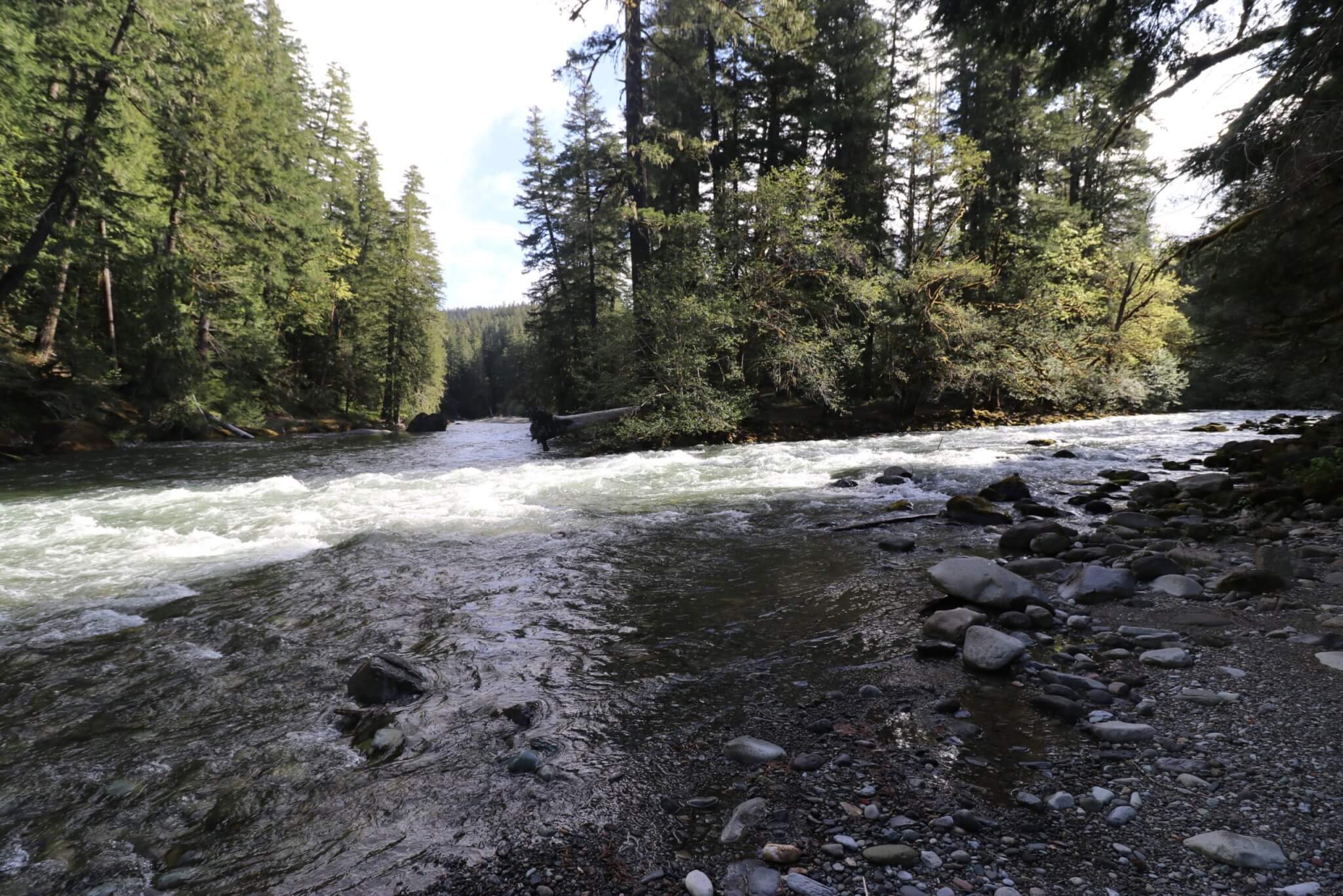 Awesome Campgrounds in the Pacific Northwest and Northern California-La Wis Wis_Cowlitz and Ohanapecosh River Confluence