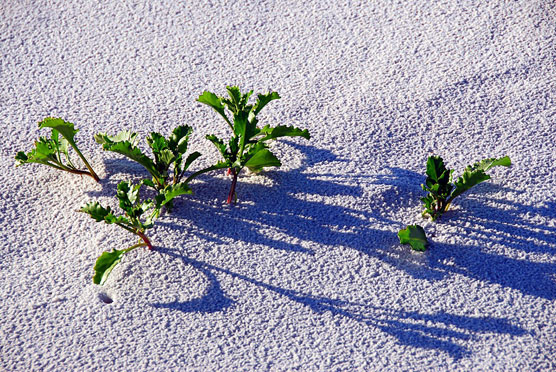 Grayton Sand Plants