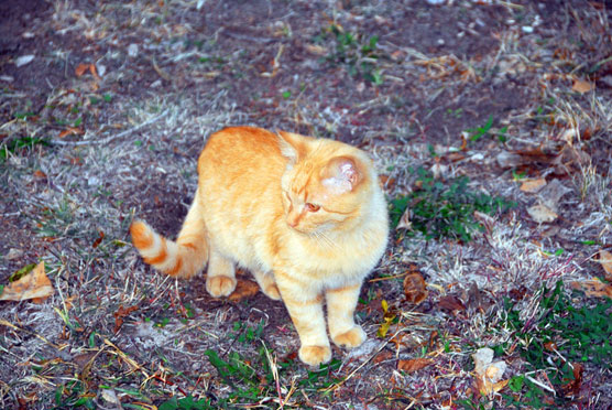 Orange-Kitty