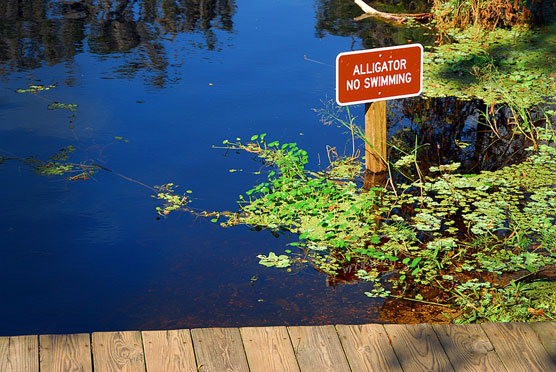 Alligator Sign