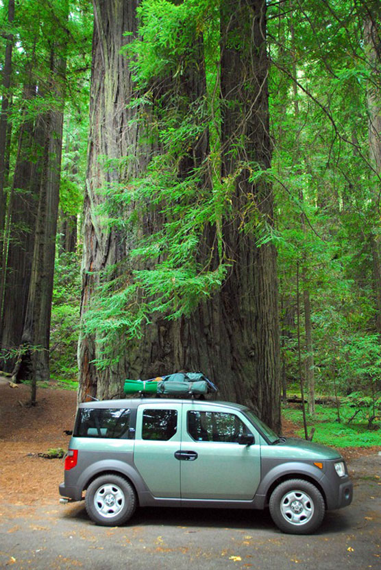Redwoods-2