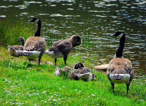 Paradise-Geese-1