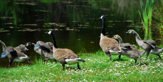 Paradise-Geese-4