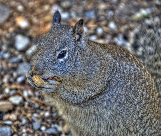Fat-Squirrel-1