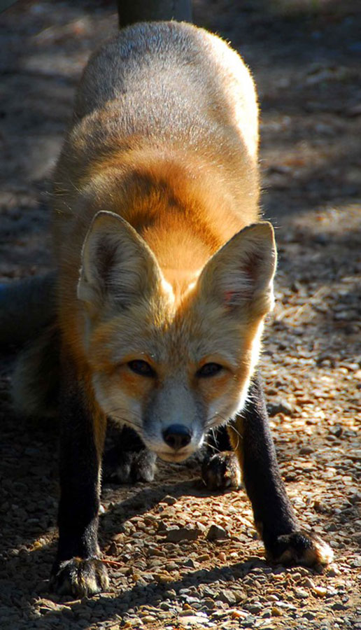Foxy-Lady-4