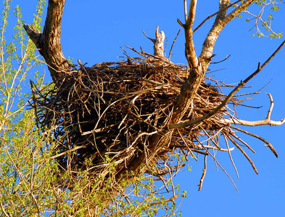 Eagle-Nest