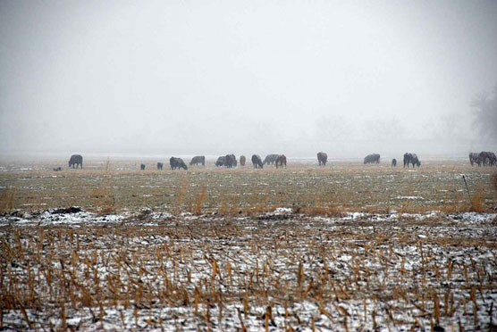 Snow-Cows