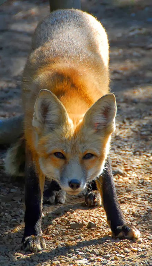 Foxy-Lady