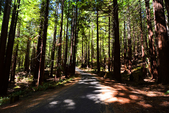 Humboldt-Redwoods-State-Park