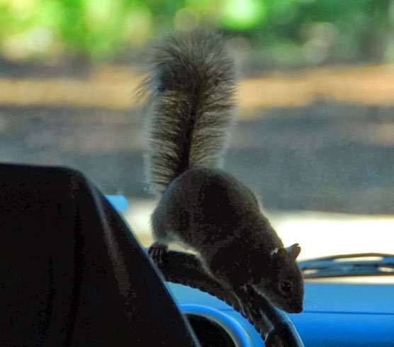 Squirrel-Driver