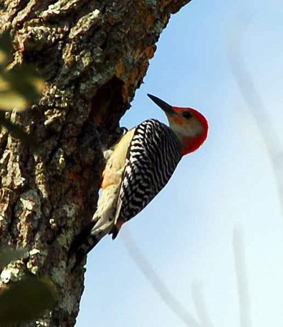 Woodpecker-2