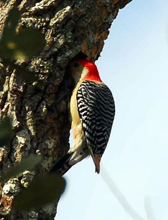 Woodpecker-3