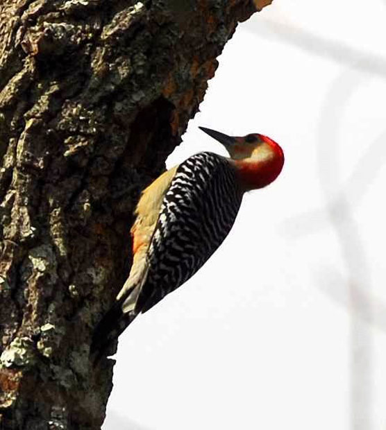 Woodpecker-4