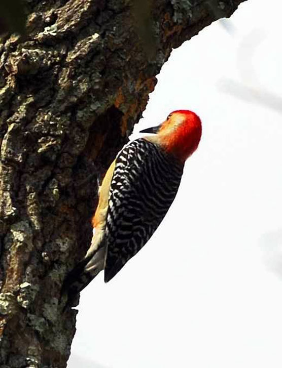 Woodpecker-5