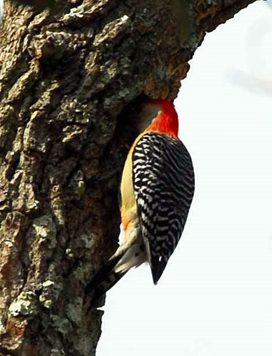 Woodpecker-6