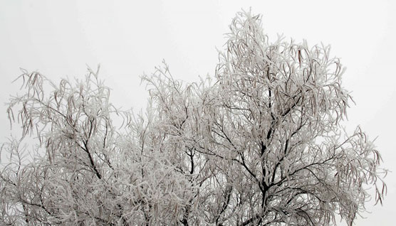 Snow_Tree