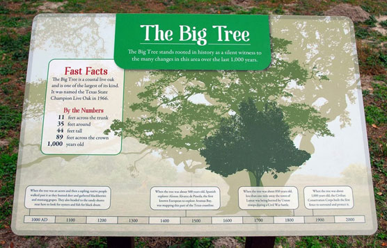 Big-Tree-Info