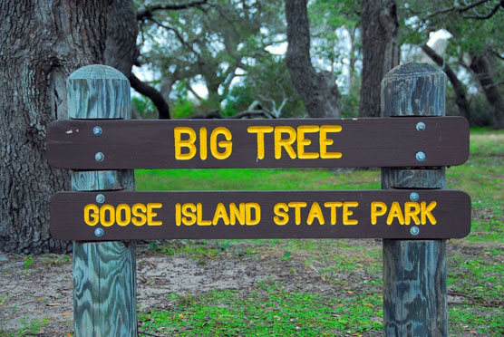 Big-Tree-Sign