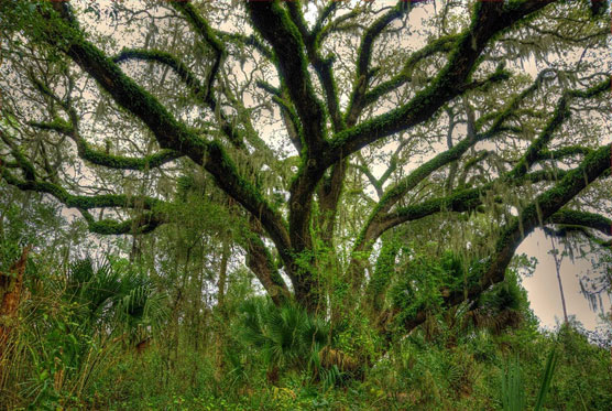 Big-Oak-Tree