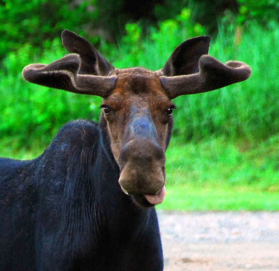 Moose-Tongue