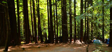 Humboldt Redwoods State Park Burlington
