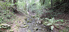 Humboldt Redwoods State Park Albee Creek