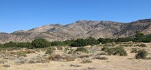 Mojave River Forks Regional Park