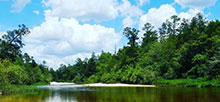 Blackwater River State Forest