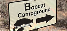 Sand Flats Recreation Area Bobcat