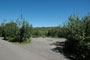 Aspen Grove 224