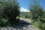 Aspen Grove 225