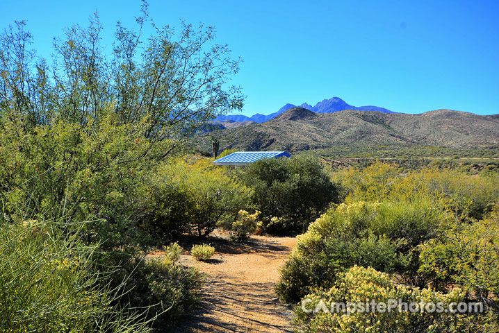 Cholla T010
