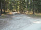Many Pines 001