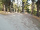 Many Pines 003