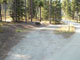 Many Pines 004