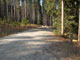Many Pines 005
