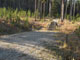 Many Pines 006