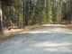 Many Pines 007