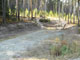 Many Pines 008