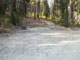 Many Pines 009