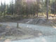 Many Pines 010
