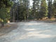 Many Pines 012