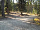 Many Pines 013