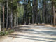 Many Pines 016