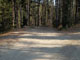 Many Pines 017