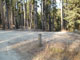 Many Pines 018